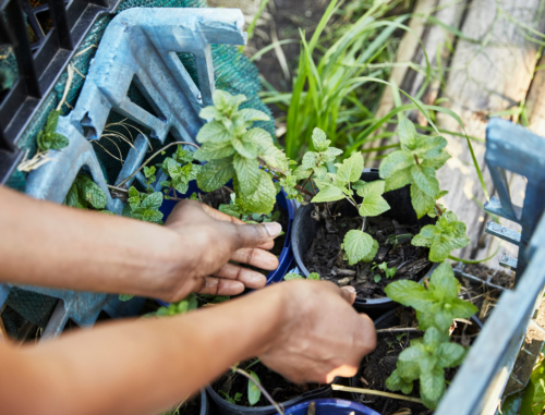 View of someone's hands in a potted plant